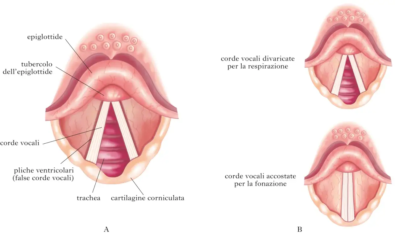 Le corde vocali accostate producono il suono, mentre quelle divaricate permettono la respirazione. Da questo dipende il tono della voce.